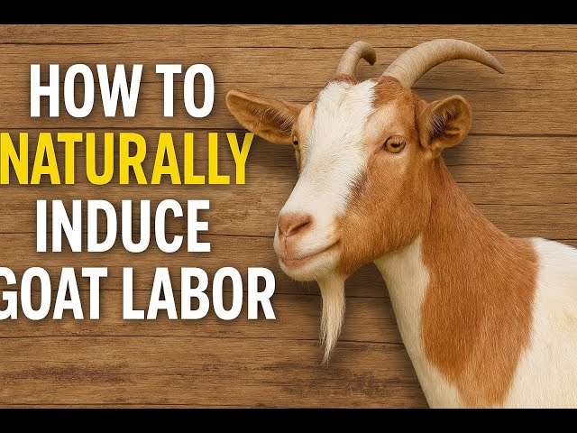 Video thumbnail for How to Naturally Induce Goat Labor | 7 Safe Ways to Help an Overdue Doe