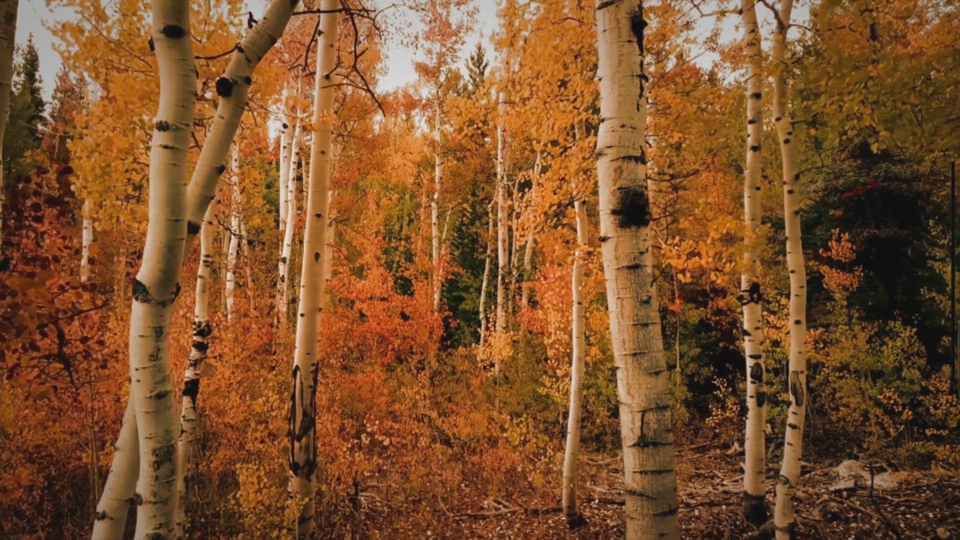 Video thumbnail for Rilkes Herbsttag-Gedicht mit kurzer Interpretation