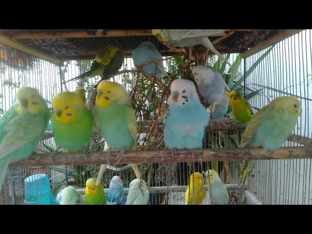 Video thumbnail for 🌳 Som ambiente e brisa natural – 6 Minutos #sonsdanatureza #calma #bemestar