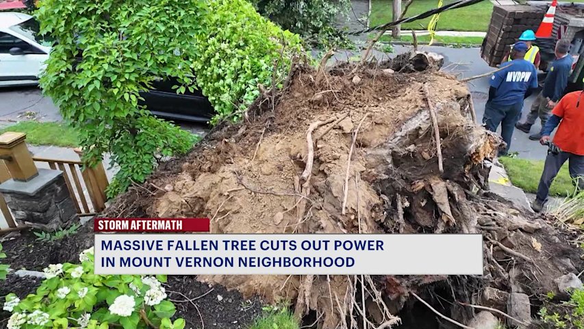 Video thumbnail for Massive oak tree crushes cars, blocks Mount Vernon street as storm cleanup continues