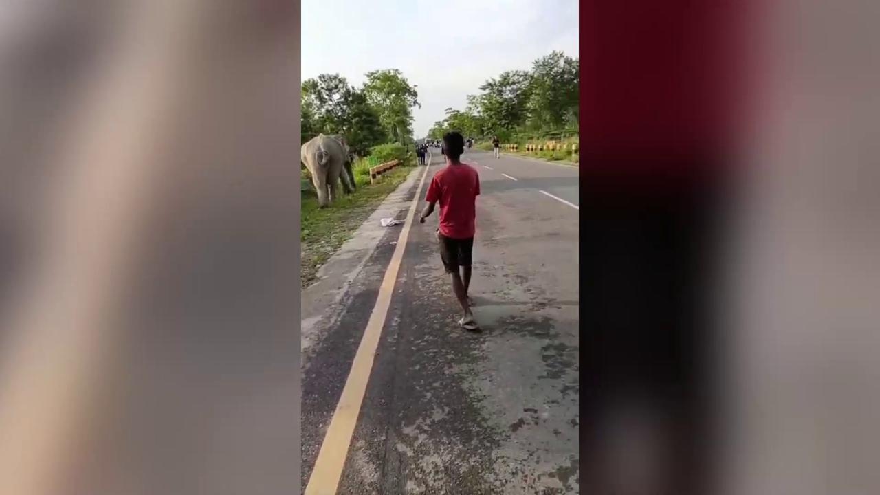 Video thumbnail for India: Wild elephant rams tea-loaded tractor on highway, driver escapes.