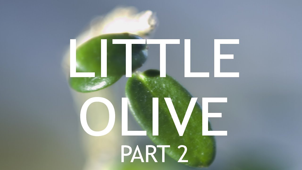 Video thumbnail for Little Olive Bonsai, From Seed, part 2