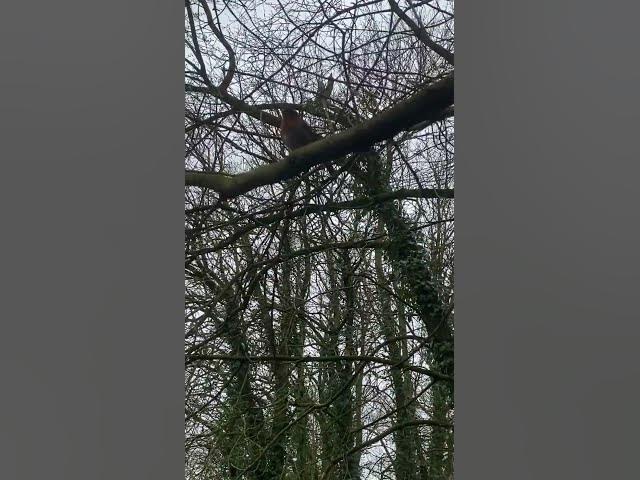 Video thumbnail for A robin sitting on a tree branch in the wild