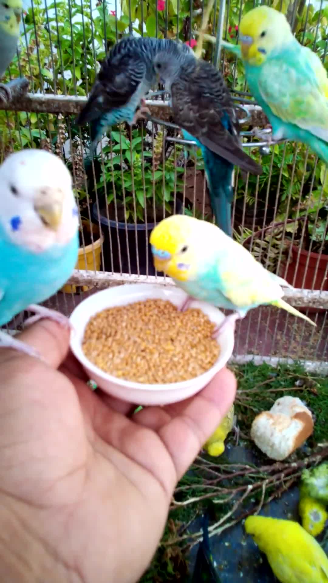 'Video thumbnail for Soaring Profits High Income Bird Businesses with Instant Short Term Gains#birds#parrot #birdslover #'
