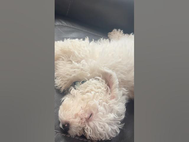 Video thumbnail for I love naps #shorts