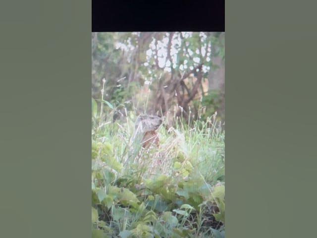 Video thumbnail for Woodchuck .22 mag getting after one savage 93r 45 yards