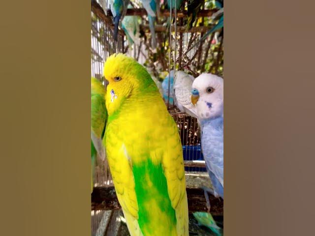 Video thumbnail for Toller Rufton für Wellensittiche, der ihn glücklich macht!!! #Vögel #Liebe #Papagei #lustig #vogel