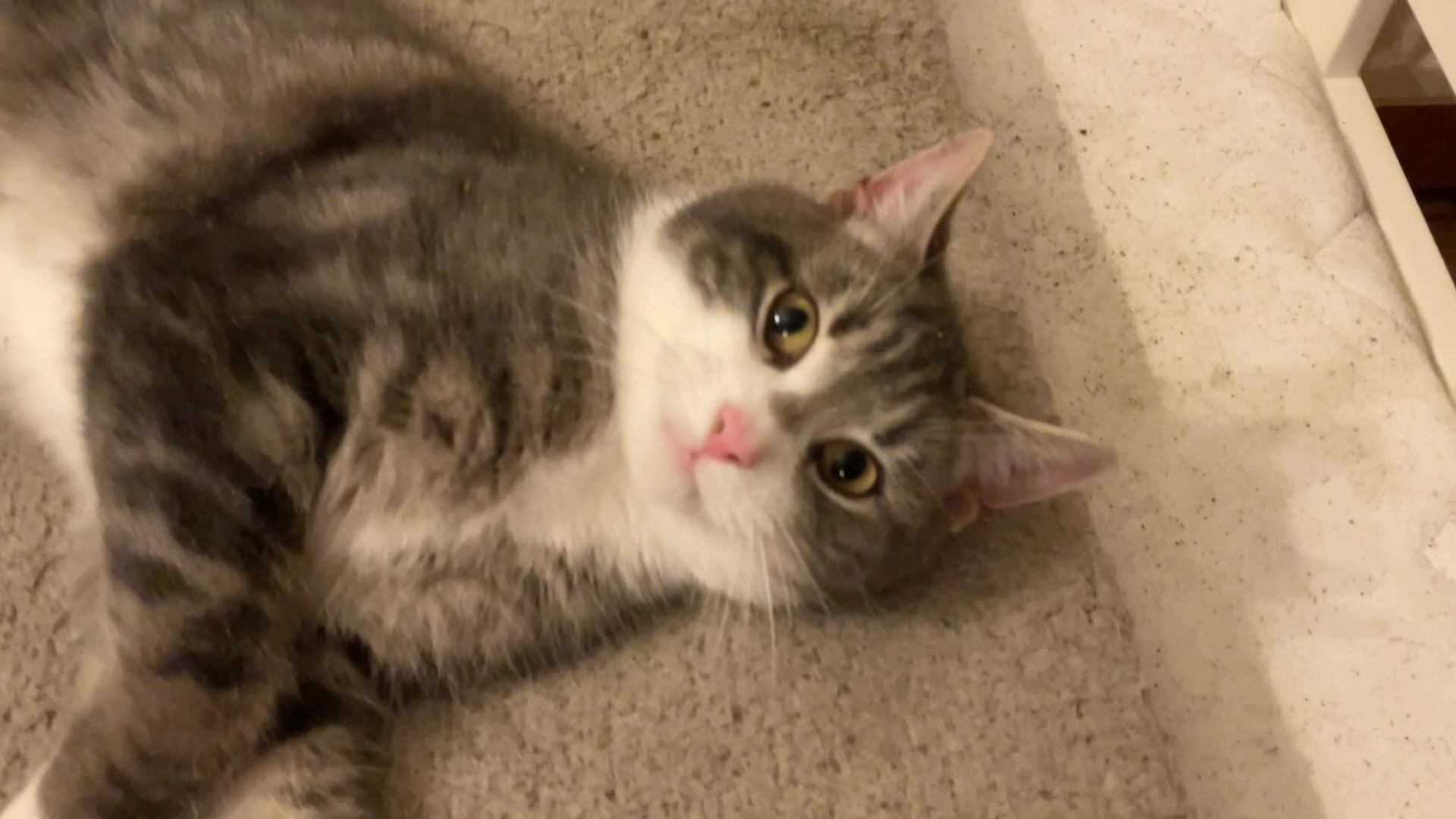 Video thumbnail for Iron whiskers trailer