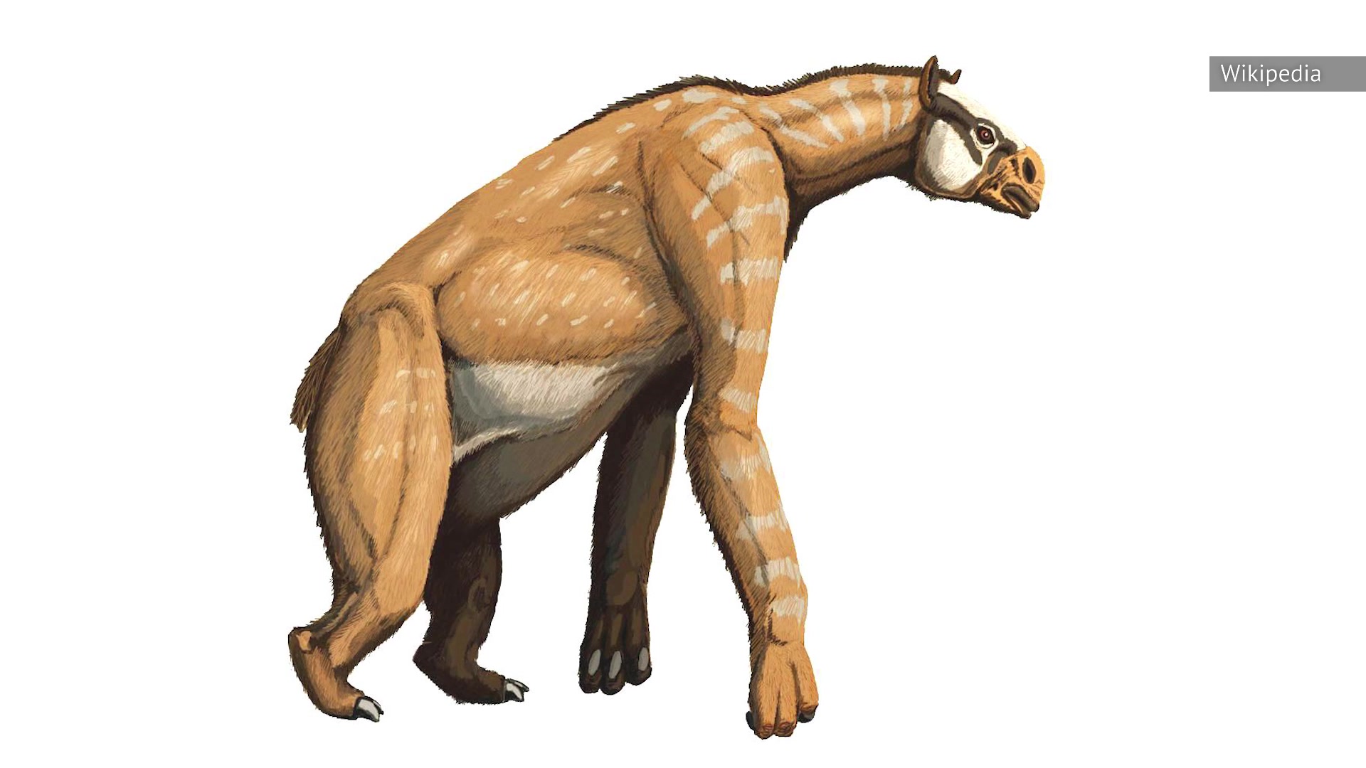 Video thumbnail for The Most Bizarre Extinct Creatures That Weren't Dinosaurs