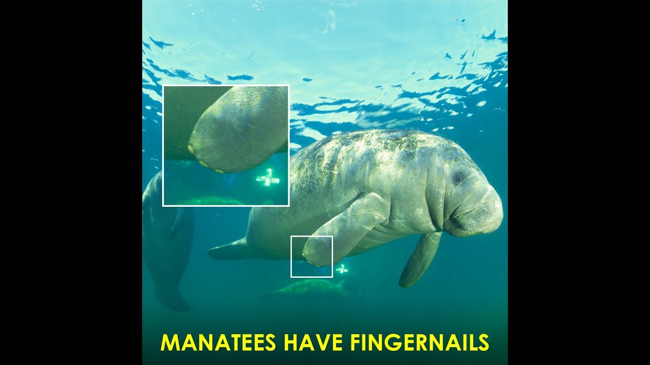 Video thumbnail for 10 Animals with Interesting Body Features