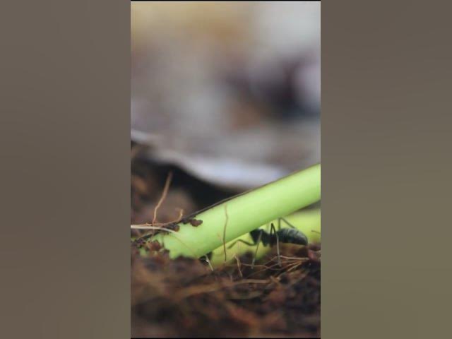 Video thumbnail for Esta es mi especie favorita sin duda #diacamma #rugosum😍#shorts #viral  #ants #viralshorts #formiga
