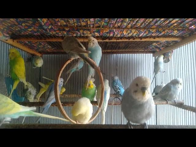 Video thumbnail for 🌄 25 Minutos de Energia Natural para o Dia Começar Bem ☀