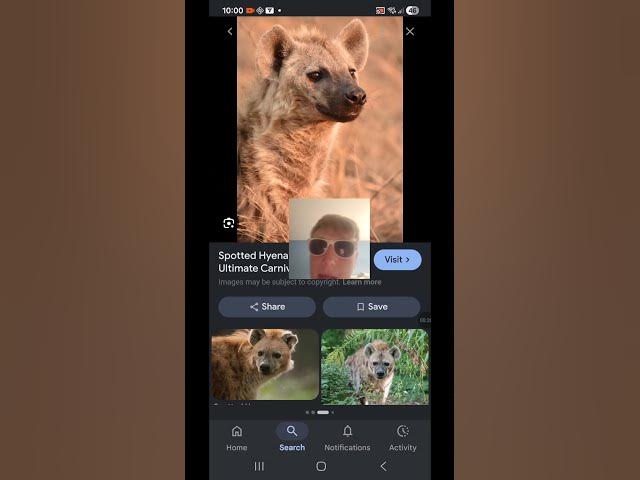 Video thumbnail for Hyenas | Animal Ranking Ep.1 #subscribe #animals #hyena #dogs #dogshorts #wildanimals #google