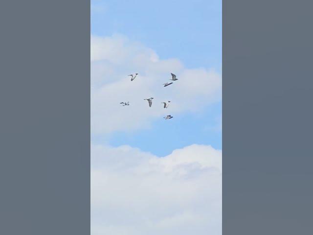 Video thumbnail for this never gets old