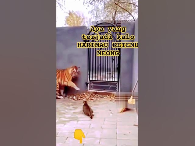 Video thumbnail for Harimau Ketemu LAWAN GANAS