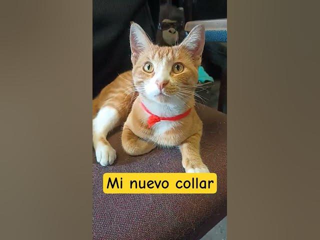 Video thumbnail for me nuevo collar ..carisimo por sierto #cat #gatos