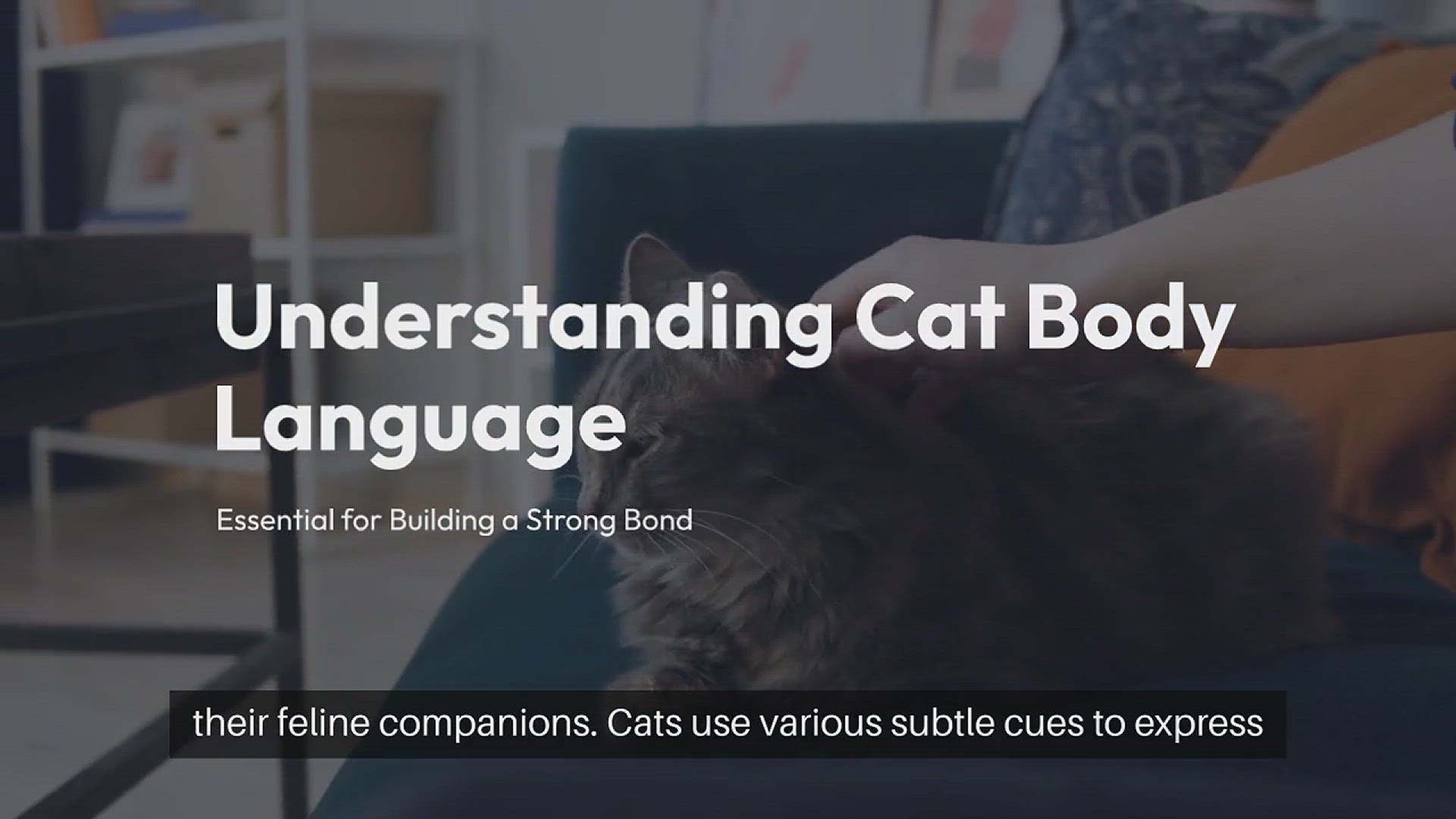Video thumbnail for Understanding Cat Body Language