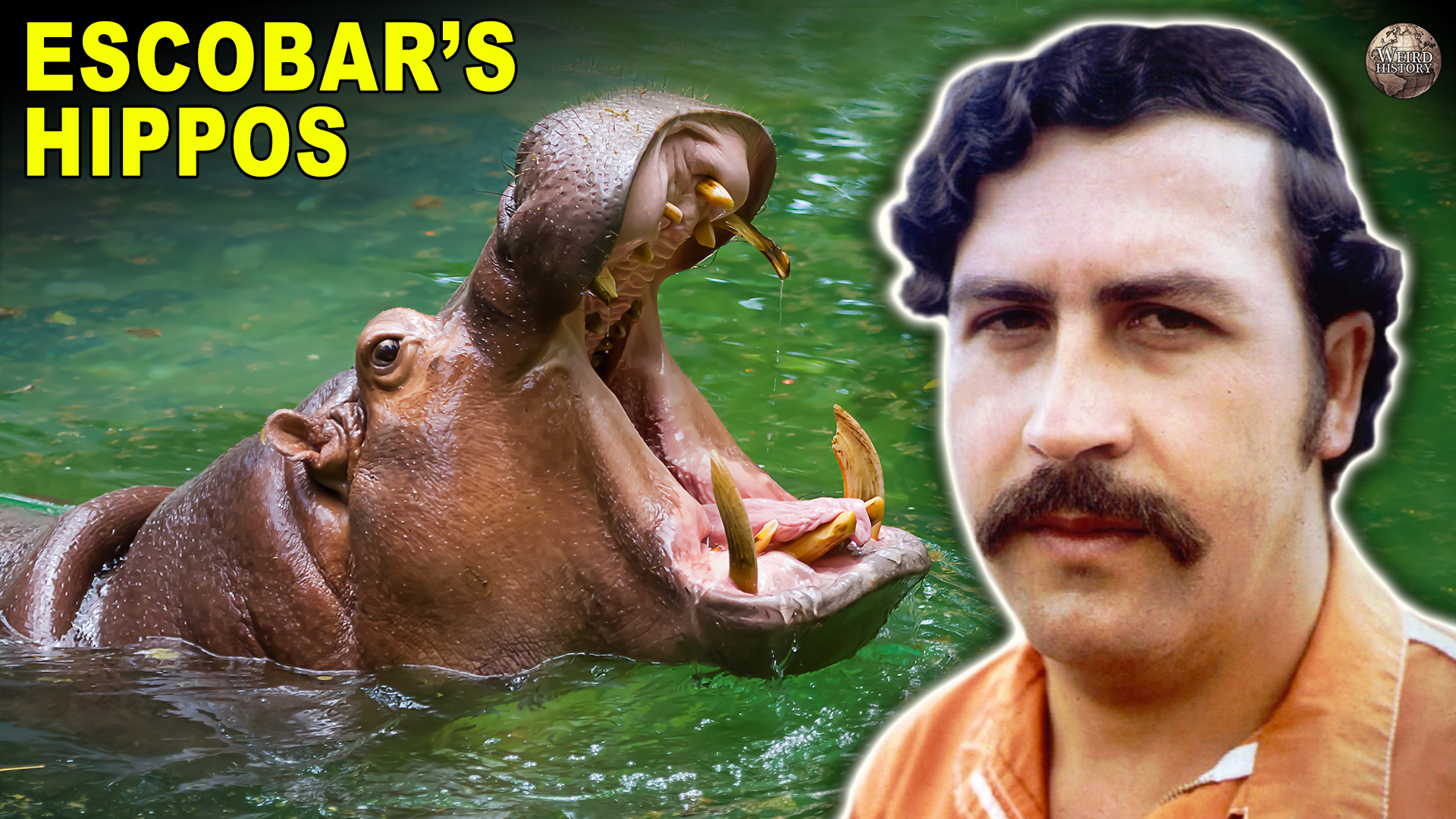 Video thumbnail for The lasting impact of a criminal's pet hippos on local ecosystems