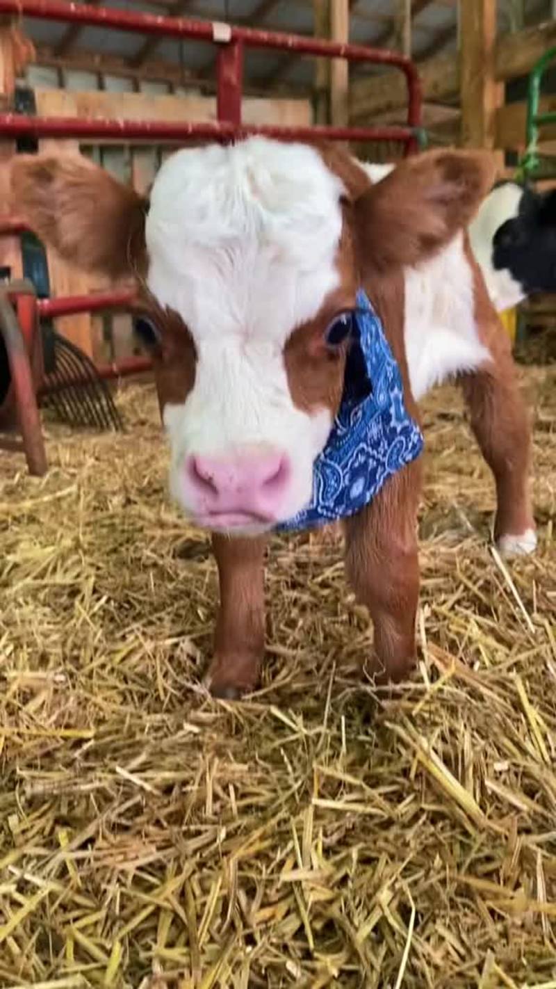 Video thumbnail for Tiny Calf Exploring the Barn in a Blue Bandana