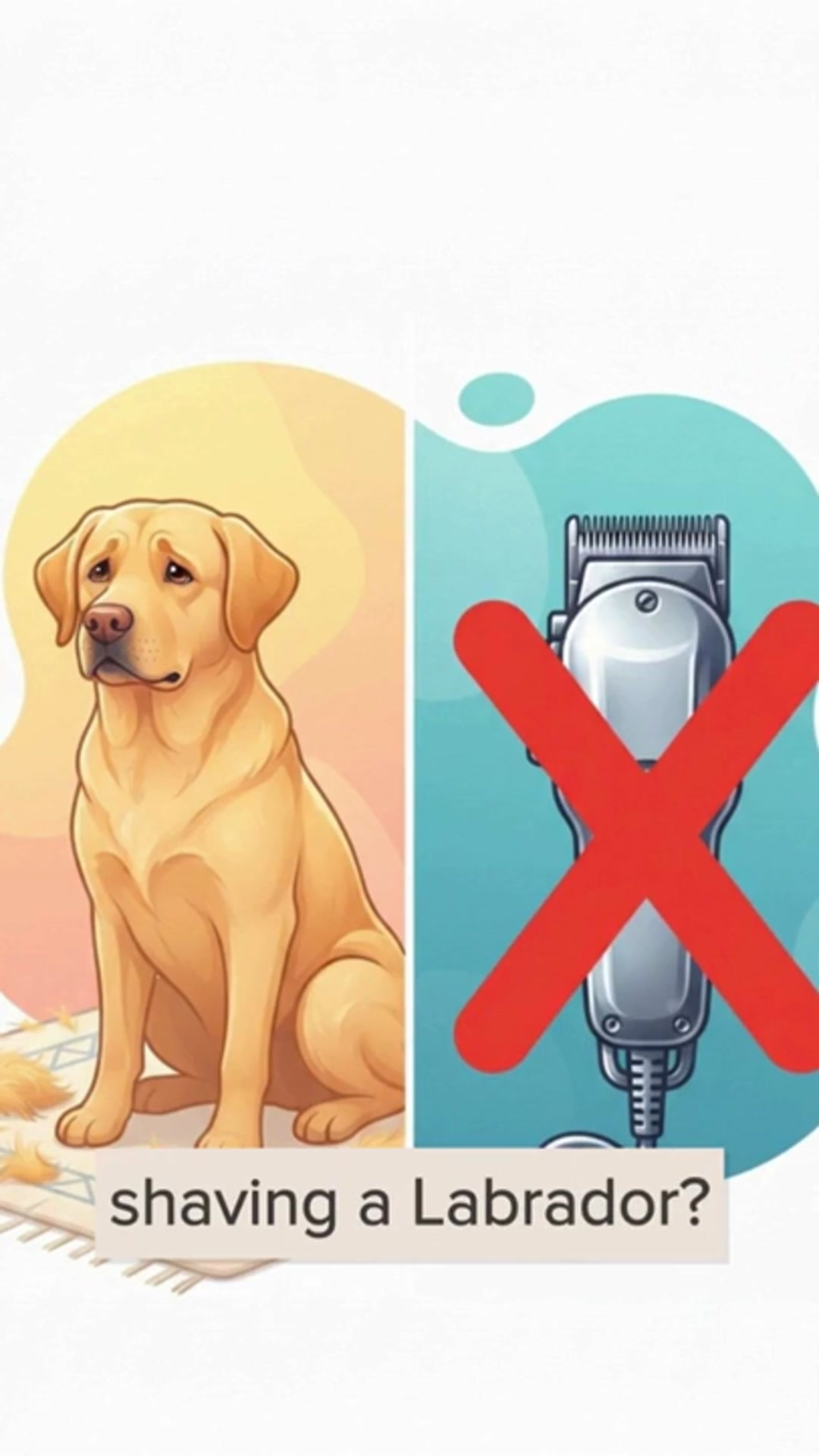 Video thumbnail for Should You Shave Your Labrador Retriever?