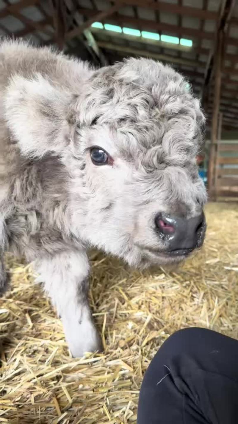 Video thumbnail for Fluffy Baby Highland Calf Exploring the Barn