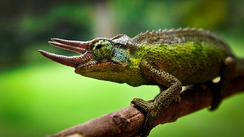 Video thumbnail for Kenya conservationists raise alarm over decline in species as reptile pet trade surges
