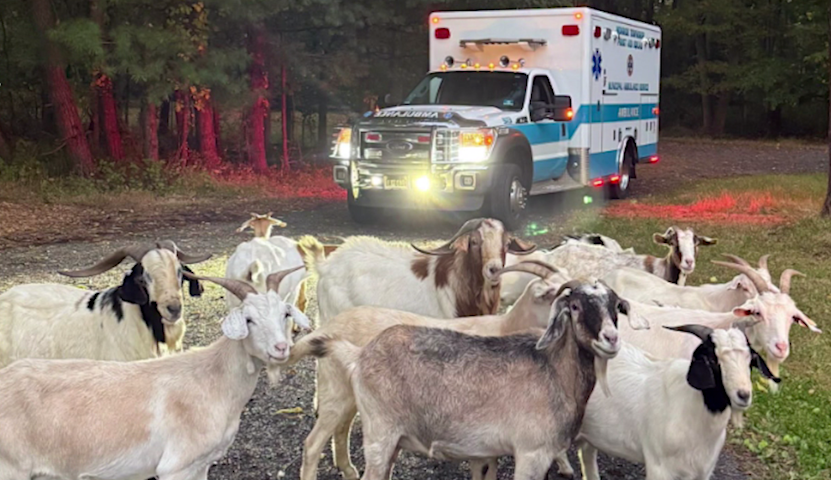 Video thumbnail for 'You've GOAT to be kidding me.' Monroe EMS helps escaped herd find its way home