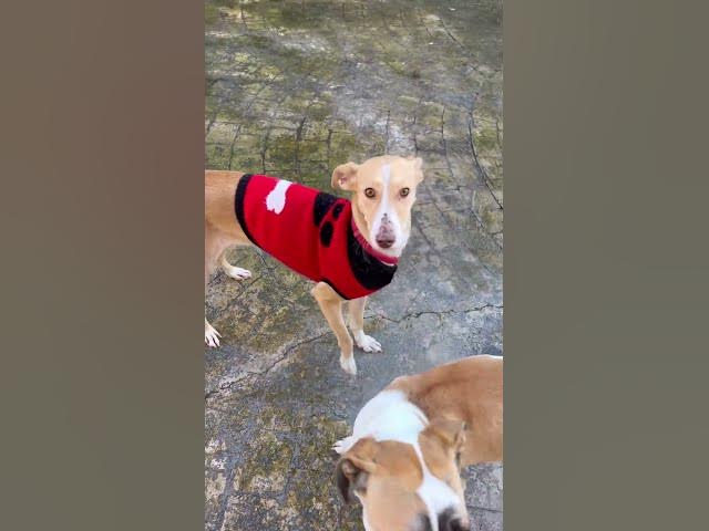 Video thumbnail for Looking for a forever home ! They are from planet earth too ! Love #rescue #chiclana #spain #family