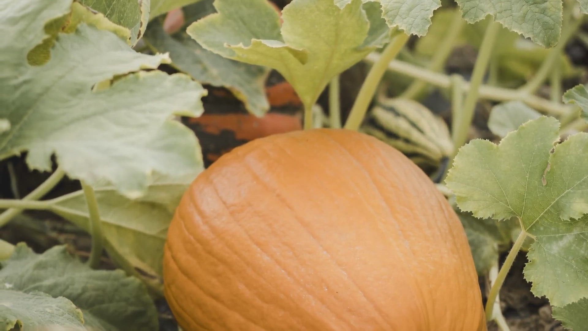 Video thumbnail for Gardening 101: Starting Your Own Garden Successfully