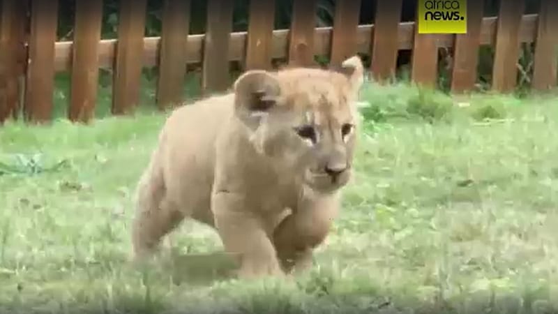 Video thumbnail for Rare african lion quintuplets make adorable public debut in China