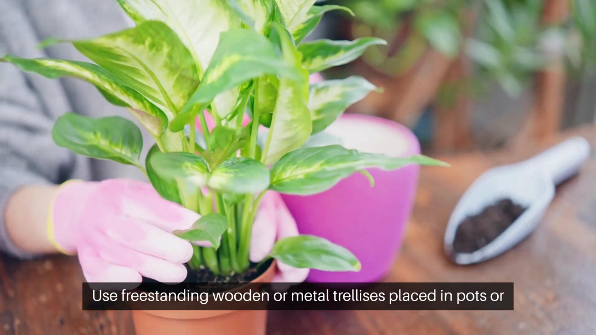 Video thumbnail for Trellis Ideas for Indoor Vertical Garden
