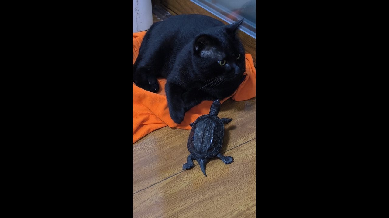 Video thumbnail for Turtle Follows Cat After Approaching It on Pet Bed