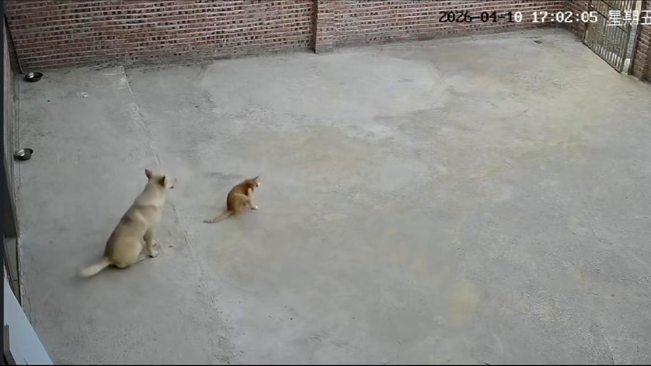 Video thumbnail for China: Cat and dog scratch together like a perfectly matched pair in China.