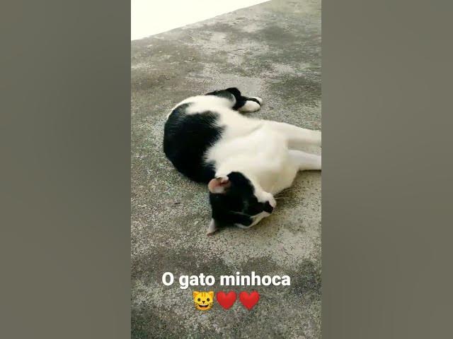 Video thumbnail for Barry o gato minhoca. #minhoca #cats #catlover #love #shorts #imbituba