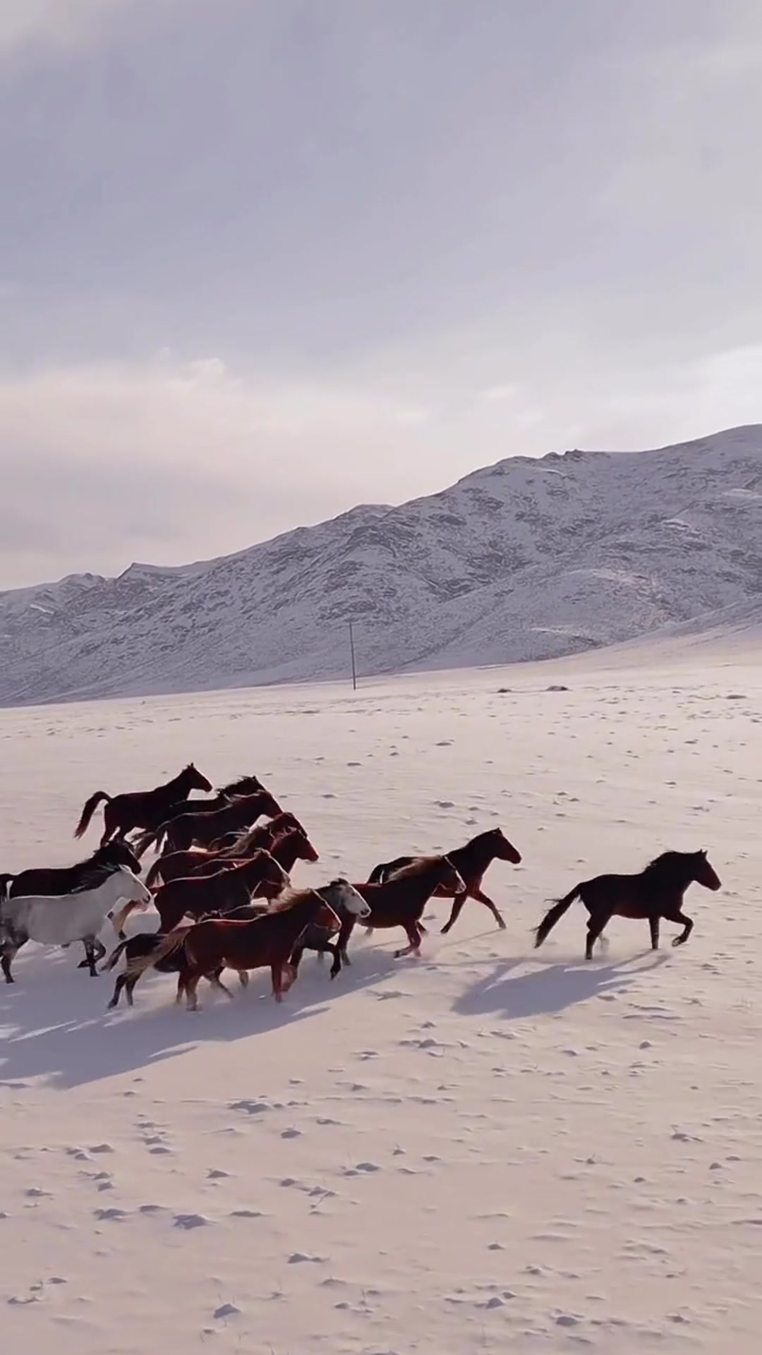 Video thumbnail for HORSE ICE RUN