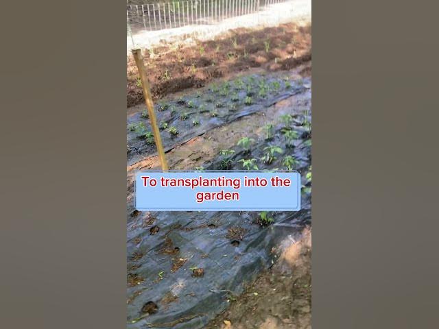 Video thumbnail for Gardening this year #Gardening #Greenhouse #Seedlings #Plants #Planting #Spring #SpringTime #Growing