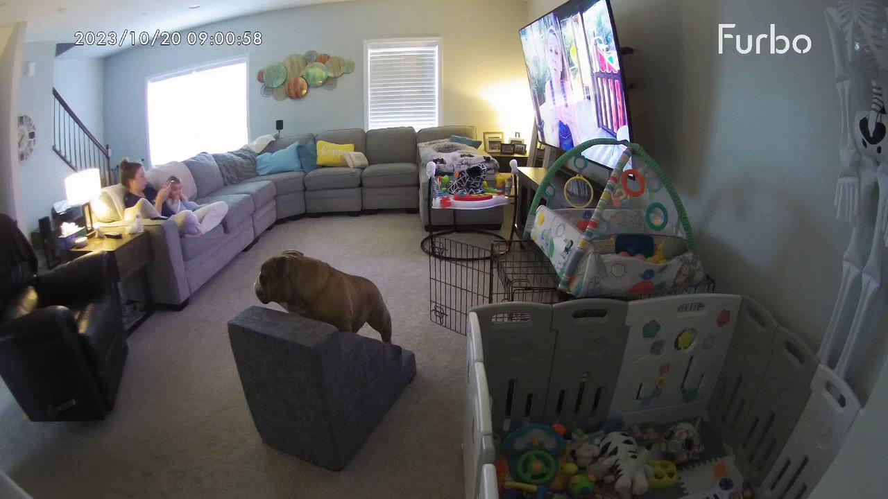 Video thumbnail for "House Hippo" Falls From Steps