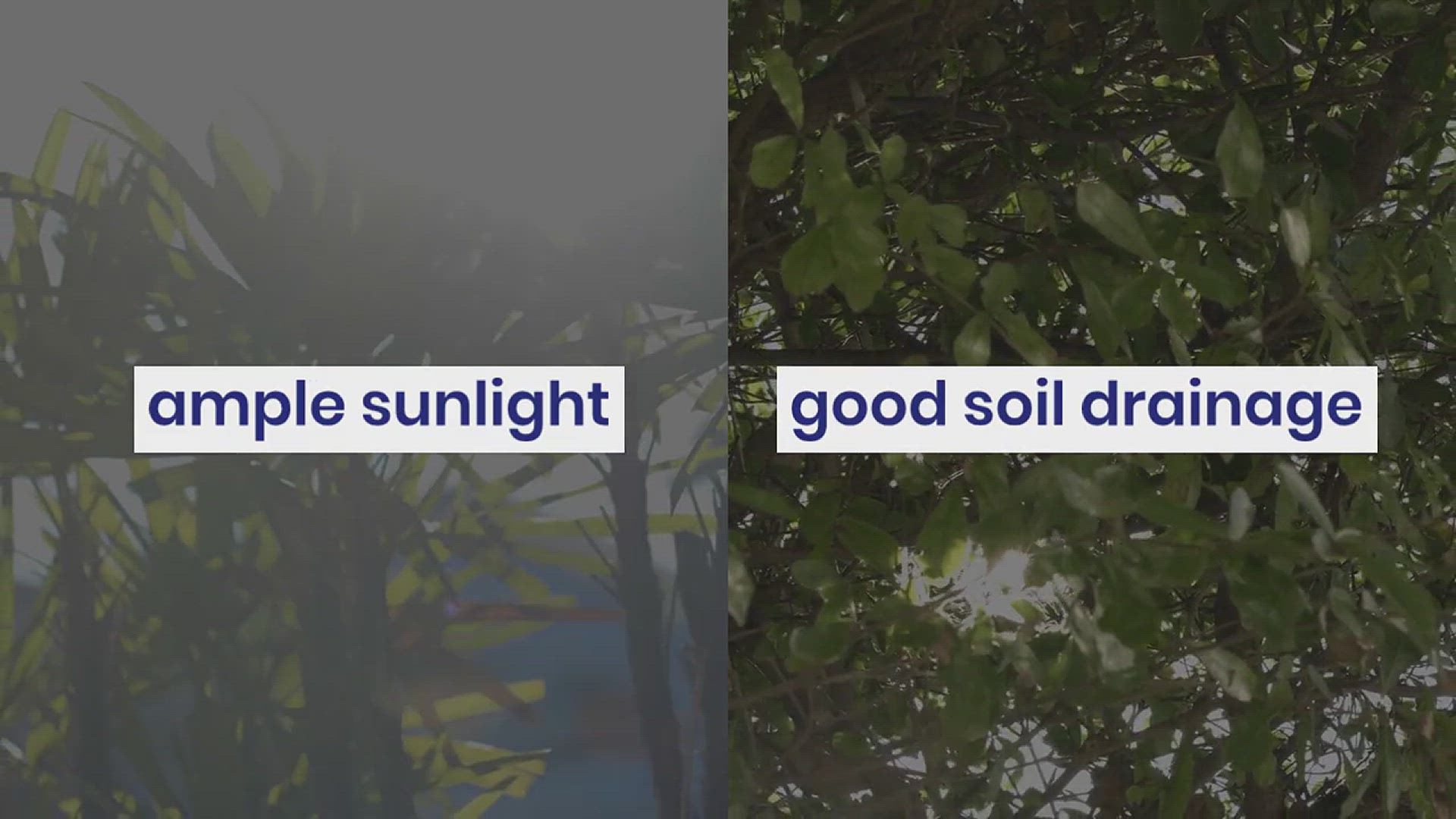'Video thumbnail for How to Build a Small Botanical Garden in Your Backyard'