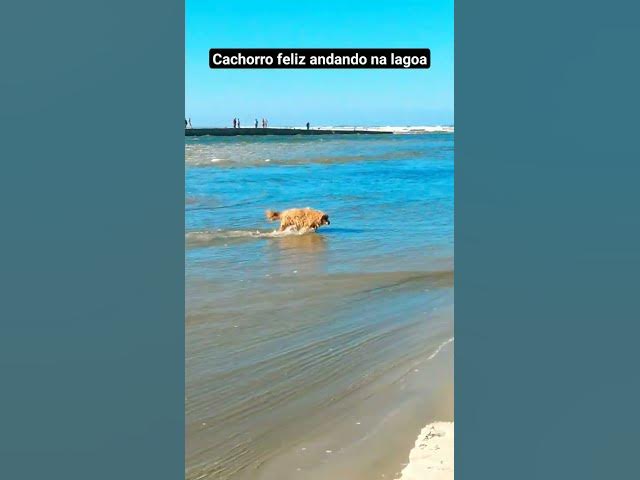 Video thumbnail for Dog bem pleno andando na Barra da Ibiraquera, Imbituba - SC.  #shortsvideo #imbituba #tainha #dog