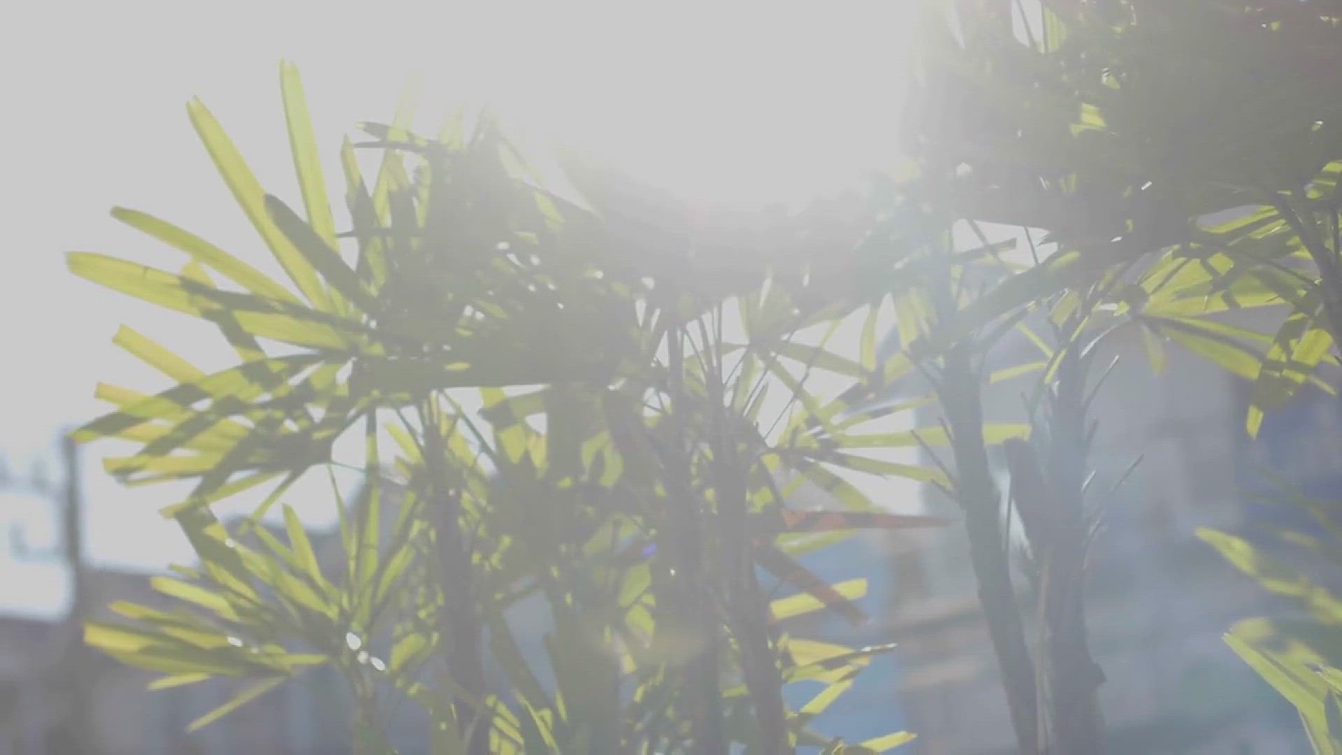 'Video thumbnail for How to Grow Chamomile in the Garden'