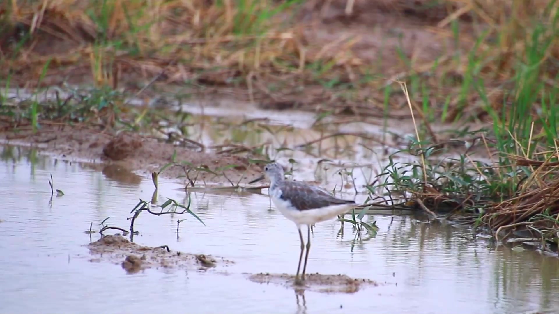 Video thumbnail for In lake at field wild bird catch food eat