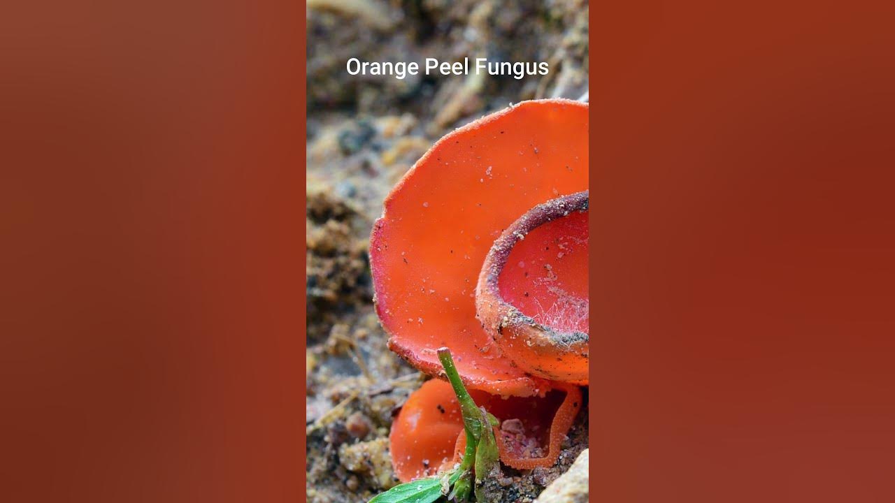 Video thumbnail for Orange Mushrooms in the Yard 🍄 #mushrooms