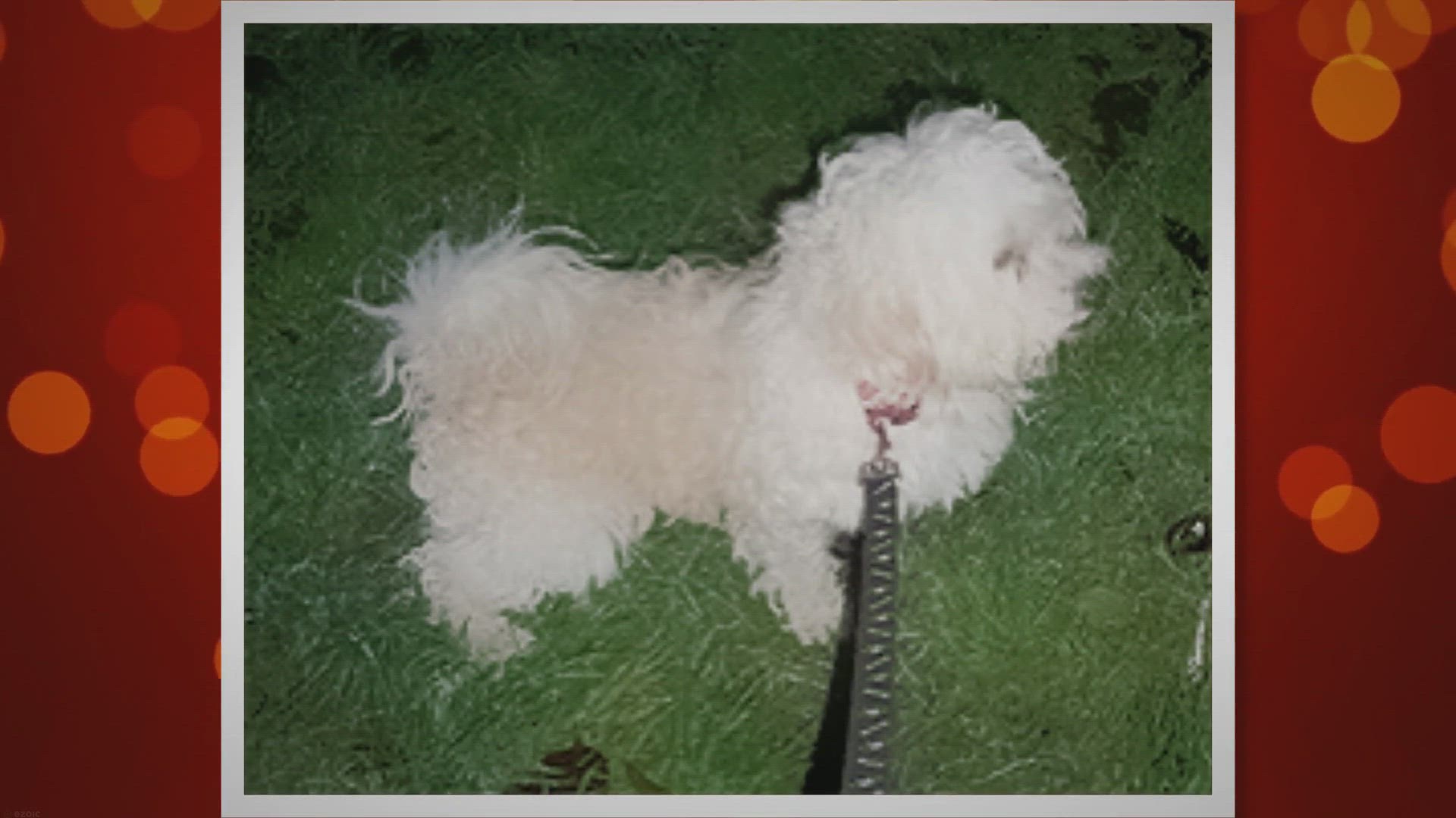 Video thumbnail for Pros & Cons of Jackadoodle/Jackapoodle