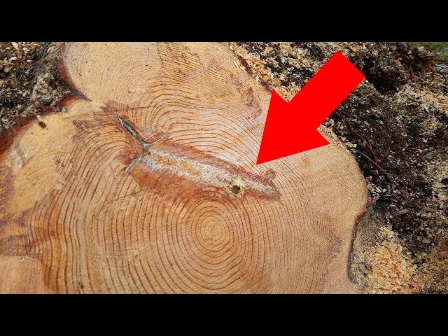 Video thumbnail for When Lumberjacks Saw A Strange Marking Inside This Tree, They Knew They Were Onto Something