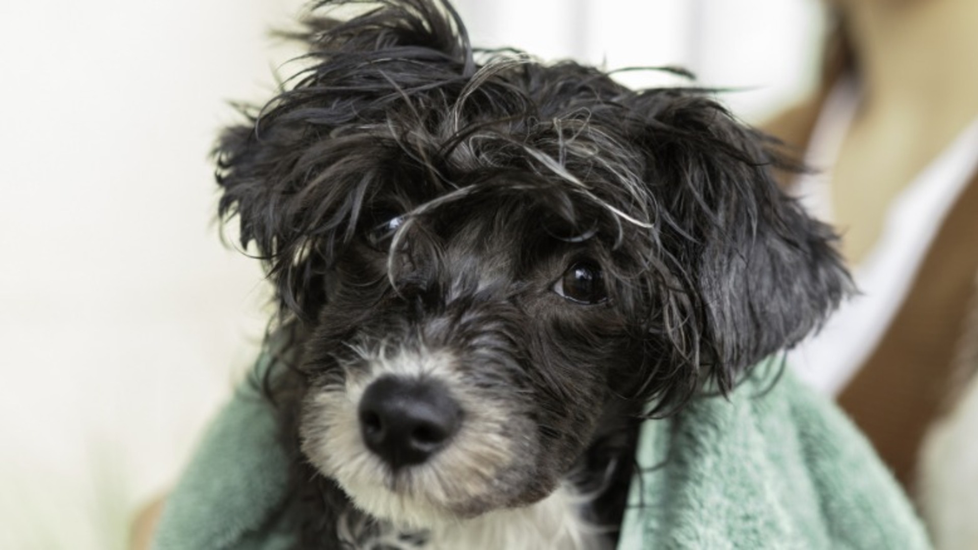 Video thumbnail for Budget-Friendly Dog Grooming Tips Every Pet Owner Should Know