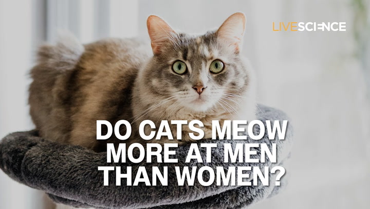 Video thumbnail for Do Cats Meow More At Men Than Women
