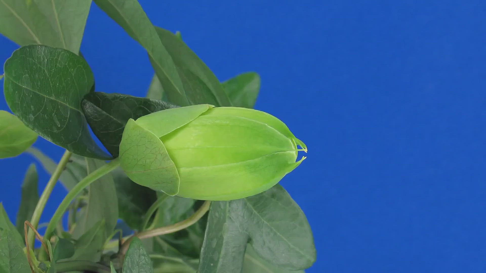 'Video thumbnail for How to Grow a Passion Flower Vine'