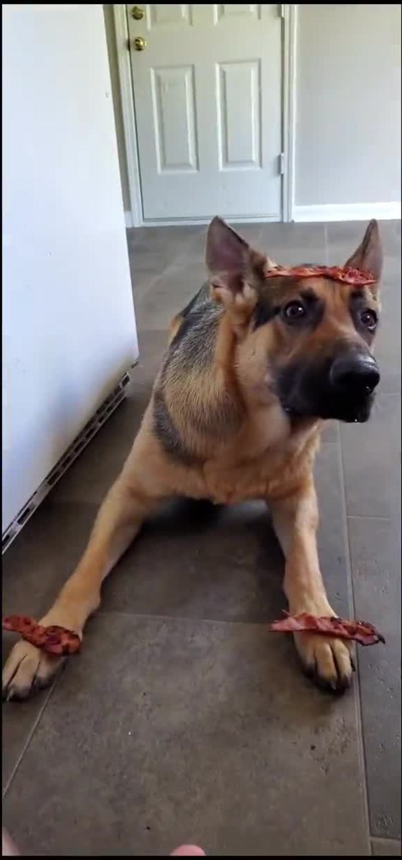 Video thumbnail for German Shepherd dog carefully balances bacon on it's paws and head