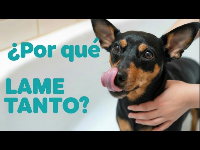 Video thumbnail for ¿Por qué los perros pequeños lamen tanto? Lo que realmente significa 🐕