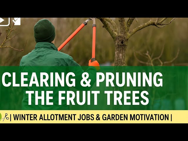 Video thumbnail for 🎥 ✅ 🍏 Clearing & Pruning the Fruit Trees ✂️ | Winter Allotment Jobs & Garden Motivation |